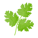 Coriander