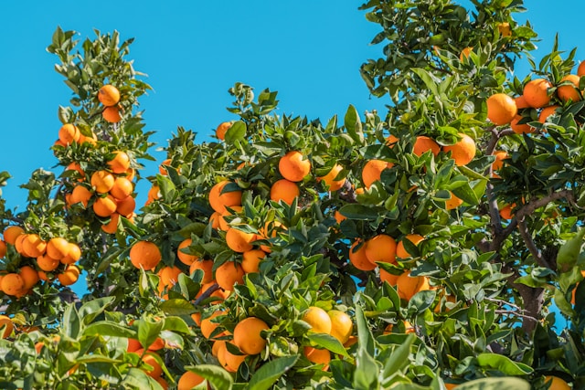 Orange 3